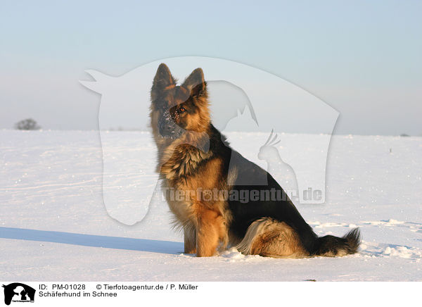 Schferhund im Schnee / PM-01028