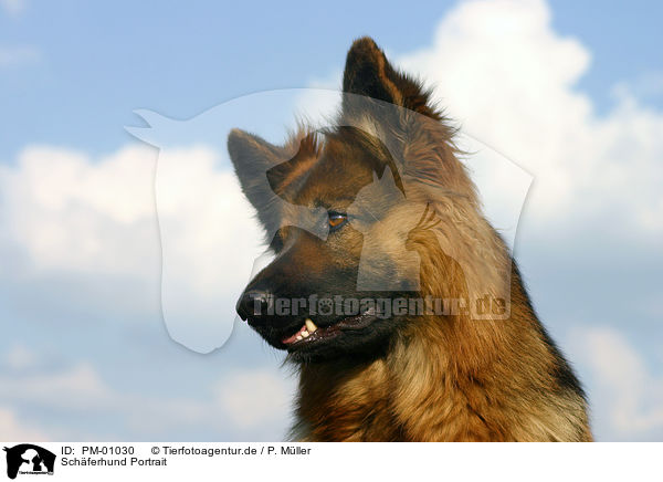 Schferhund Portrait / German Shepherd Portrait / PM-01030