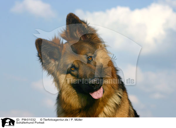 Schferhund Portrait / PM-01032