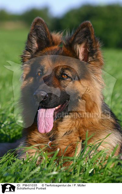 Schferhund Portrait / PM-01035
