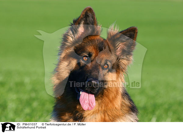Schferhund Portrait / German Shepherd Portrait / PM-01037