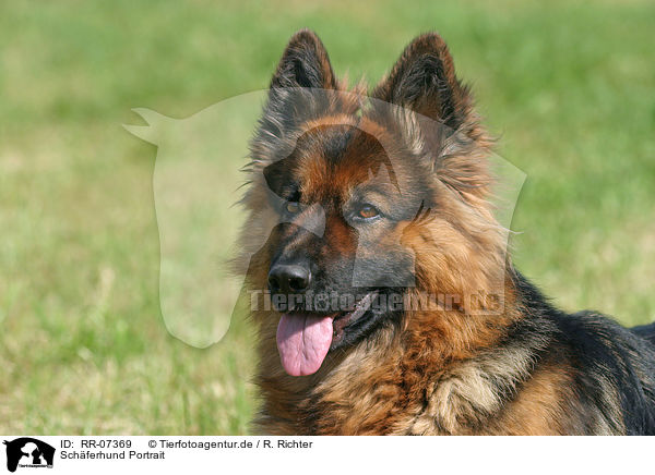 Schferhund Portrait / RR-07369