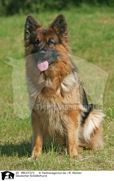 Deutscher Schferhund / RR-07373