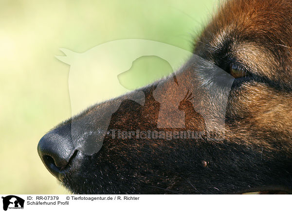 Schferhund Profil / RR-07379