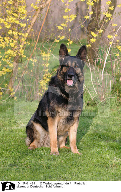 sitzender Deutscher Schferhund / IP-01434