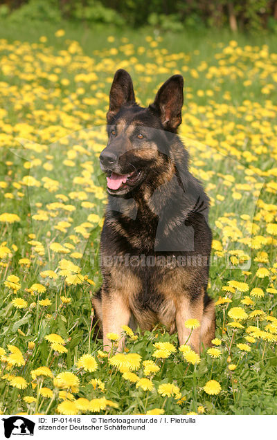 sitzender Deutscher Schferhund / IP-01448