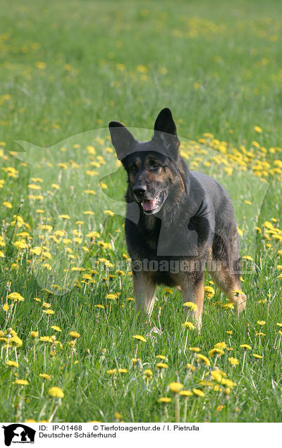 Deutscher Schferhund / IP-01468