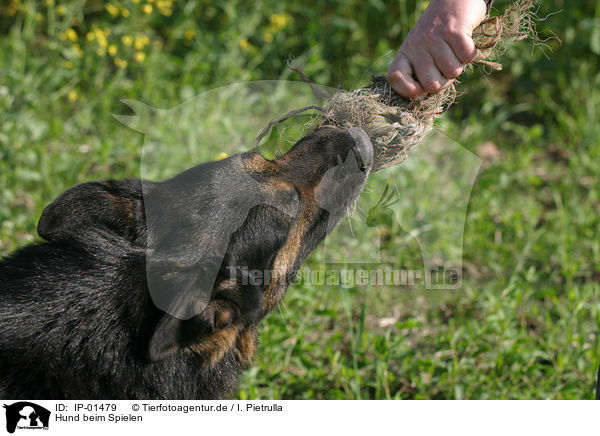 Hund beim Spielen / playing dog / IP-01479