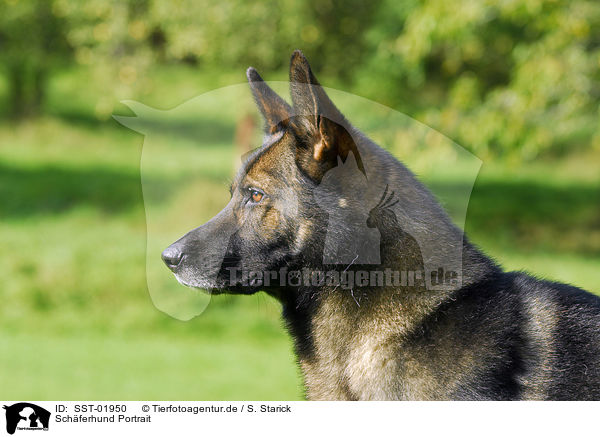 Schferhund Portrait / SST-01950