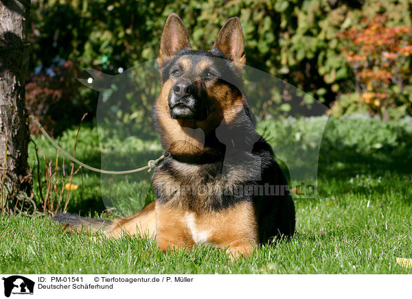 Deutscher Schferhund / PM-01541