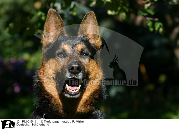 Deutscher Schferhund / PM-01544