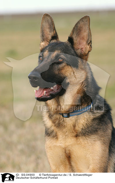 Deutscher Schferhund Portrait / German Shepherd Portrait / SS-04900