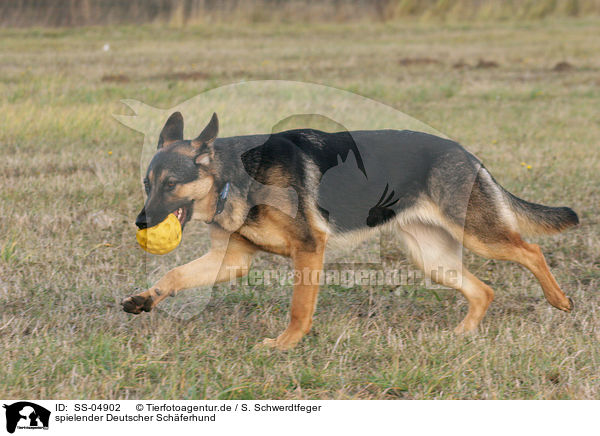 spielender Deutscher Schferhund / SS-04902