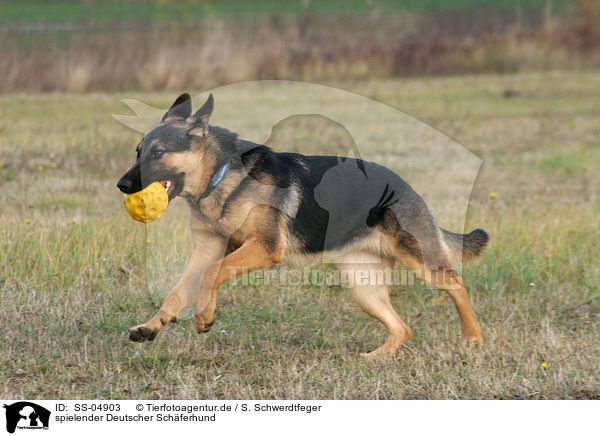 spielender Deutscher Schferhund / playing German Shepherd / SS-04903