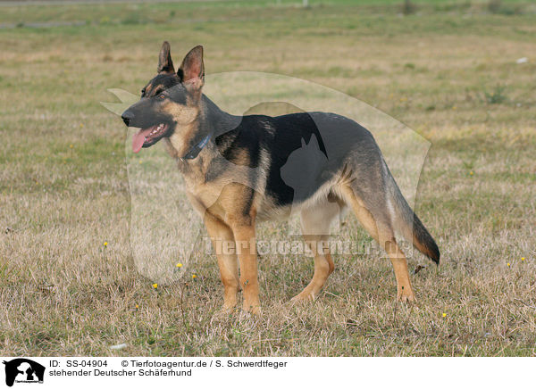 stehender Deutscher Schferhund / SS-04904
