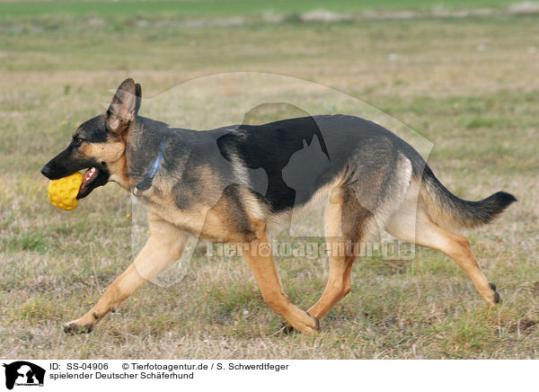 spielender Deutscher Schferhund / playing German Shepherd / SS-04906