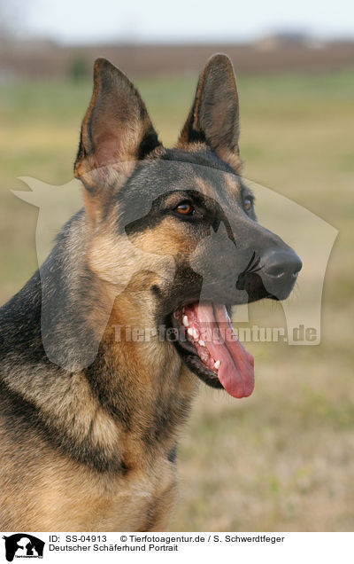 Deutscher Schferhund Portrait / German Shepherd Portrait / SS-04913