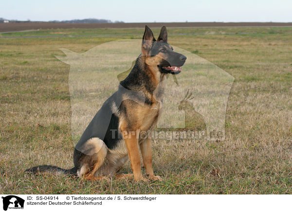 sitzender Deutscher Schferhund / sitting German Shepherd / SS-04914