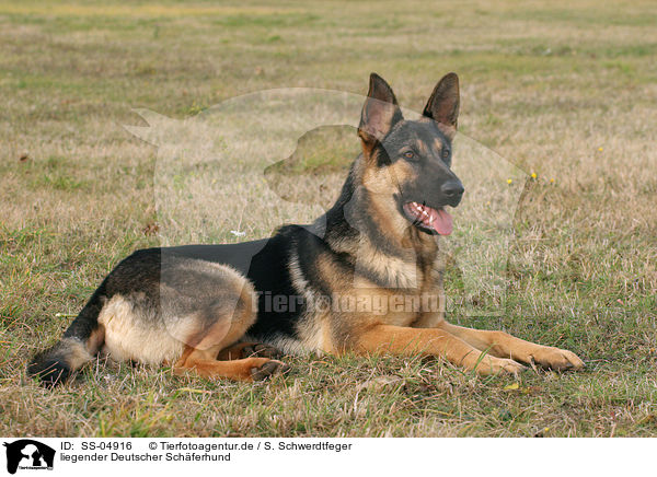 liegender Deutscher Schferhund / lying German Shepherd / SS-04916