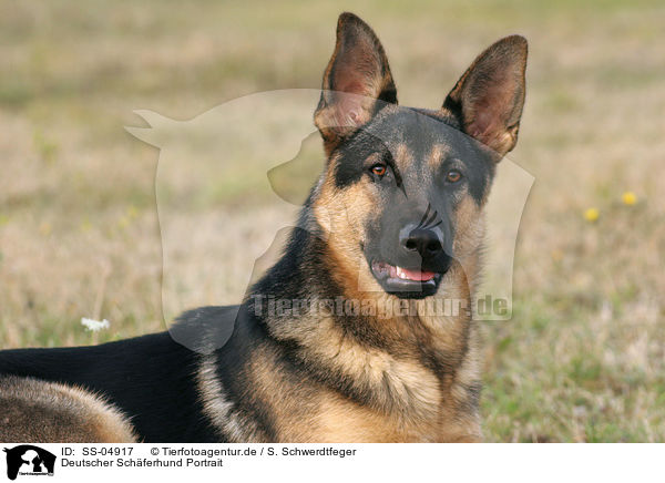Deutscher Schferhund Portrait / German Shepherd Portrait / SS-04917