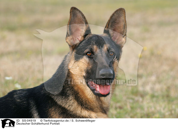 Deutscher Schferhund Portrait / SS-04919