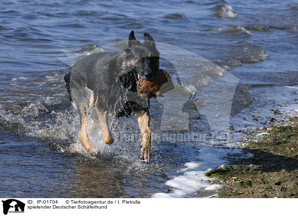 spielender Deutscher Schferhund / playing German Shepherd / IP-01704