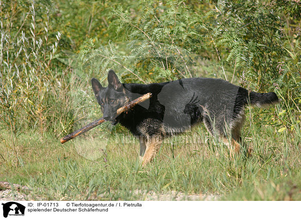spielender Deutscher Schferhund / playing German Shepherd / IP-01713