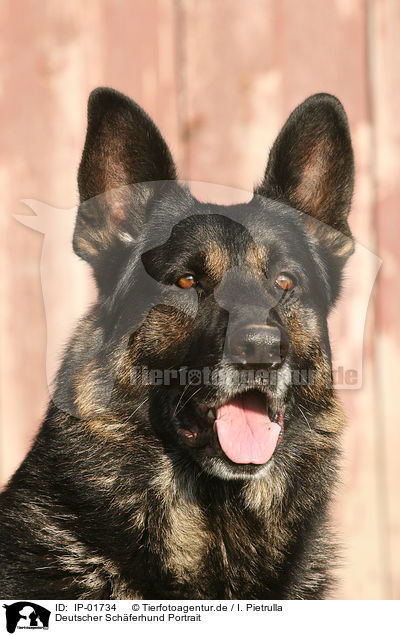 Deutscher Schferhund Portrait / German Shepherd / IP-01734