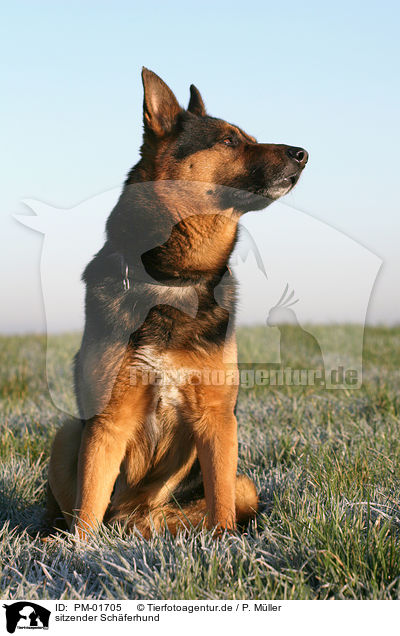 sitzender Schferhund / sitting Shepherd / PM-01705