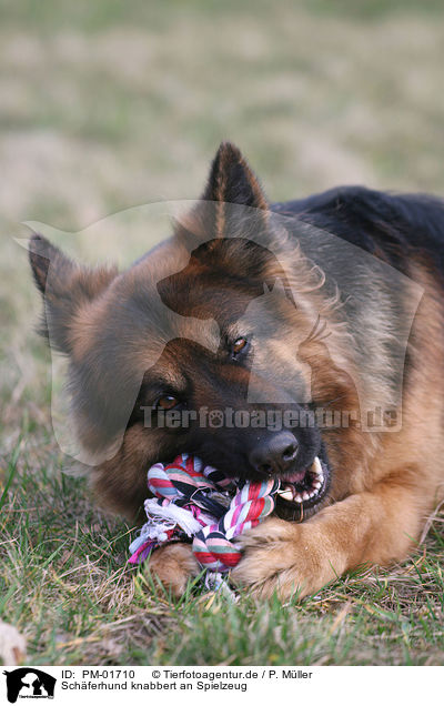 Schferhund knabbert an Spielzeug / gnawing shepherd / PM-01710