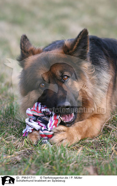 Schferhund knabbert an Spielzeug / gnawing shepherd / PM-01711