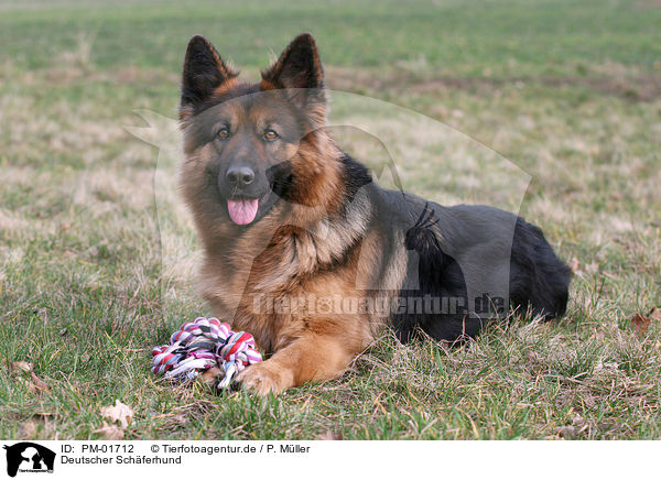 Deutscher Schferhund / German Shepherd / PM-01712