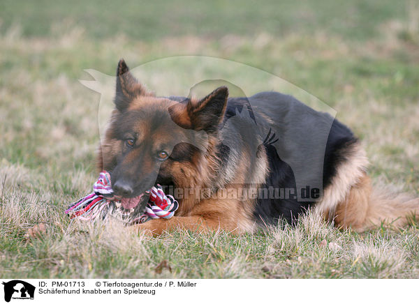 Schferhund knabbert an Spielzeug / gnawing shepherd / PM-01713