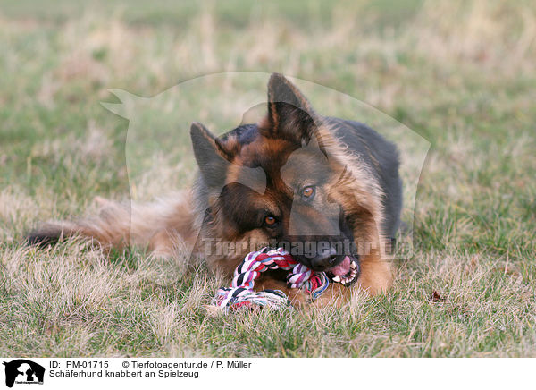 Schferhund knabbert an Spielzeug / gnawing shepherd / PM-01715