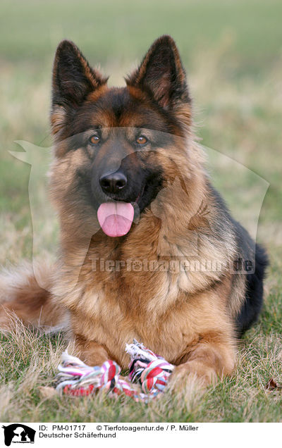 Deutscher Schferhund / German Shepherd / PM-01717