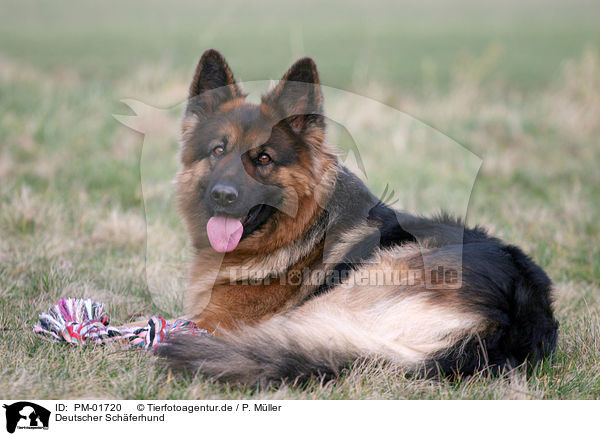 Deutscher Schferhund / German Shepherd / PM-01720