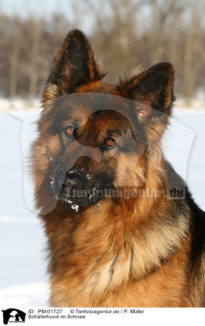 Schferhund im Schnee / shepherd in snow / PM-01727