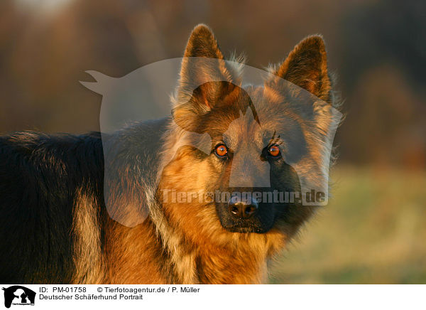 Deutscher Schferhund Portrait / German Shepherd Portrait / PM-01758