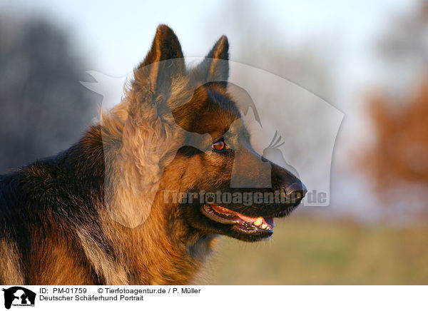 Deutscher Schferhund Portrait / German Shepherd Portrait / PM-01759