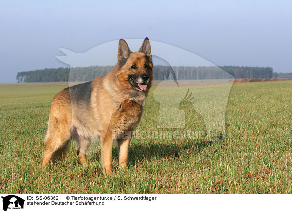 stehender Deutscher Schferhund / SS-06362