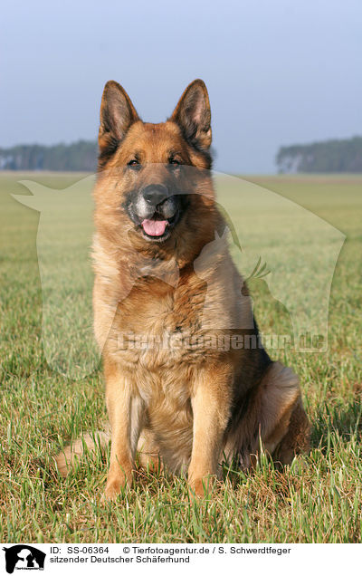 sitzender Deutscher Schferhund / sitting German Shepherd / SS-06364