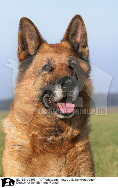 Deutscher Schferhund Portrait / SS-06365