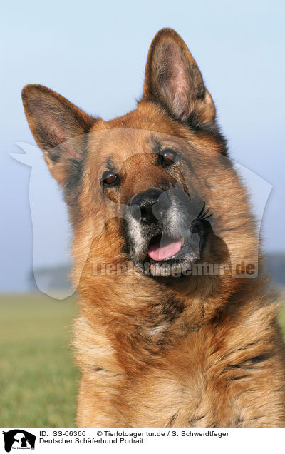Deutscher Schferhund Portrait / SS-06366