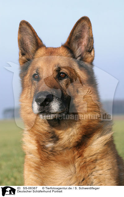 Deutscher Schferhund Portrait / SS-06367