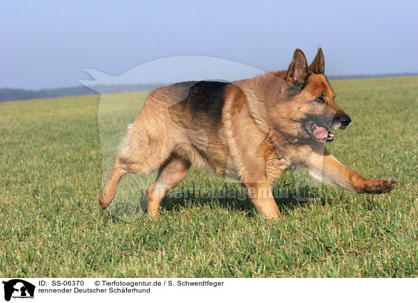 rennender Deutscher Schferhund / SS-06370