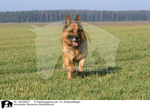 rennender Deutscher Schferhund / SS-06371