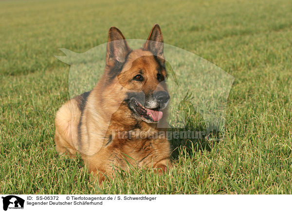 liegender Deutscher Schferhund / lying German Shepherd / SS-06372