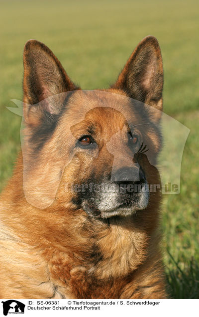 Deutscher Schferhund Portrait / German Shepherd Portrait / SS-06381
