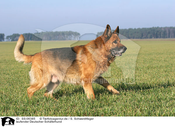 laufender Deutscher Schferhund / walking german shepherd / SS-06385
