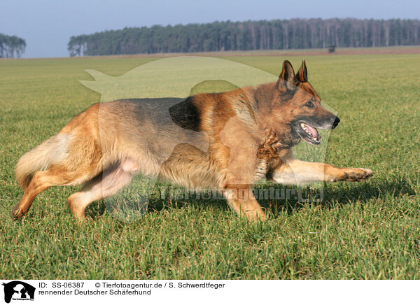 rennender Deutscher Schferhund / running german shepherd / SS-06387